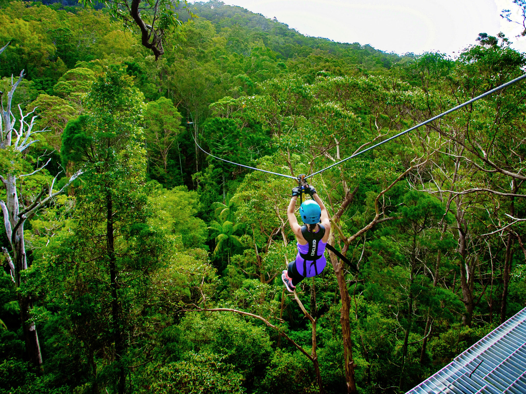 Adventures In Gold Coast Queensland Treetop Adventure Theme Park