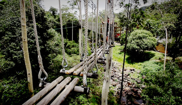 Tree Top Log Bridge